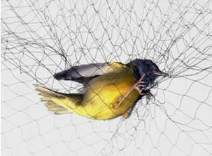 ловит птицу. попалась птичка полностью. ловушка сетка для птиц. ах попалась птичка стой не уйдешь из сети текст. ловля птиц.