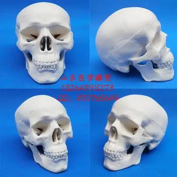 

free shipping Small size skull model human skull model