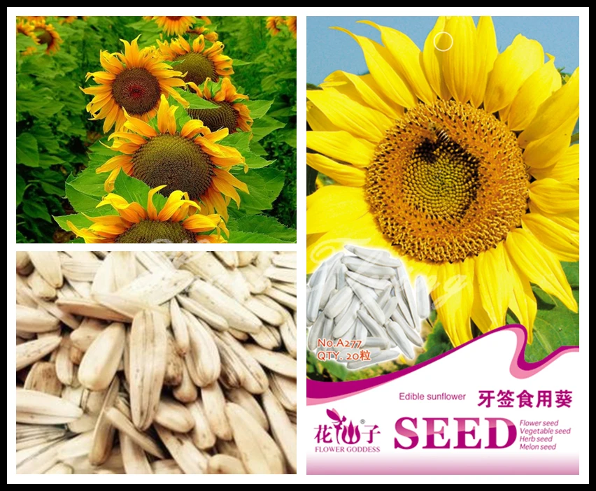 Coupons for bigs sunflower seeds