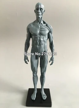 

30cm man skeleton human anatomical model Anatomy Skull Head Muscle Bone Medical Artist
