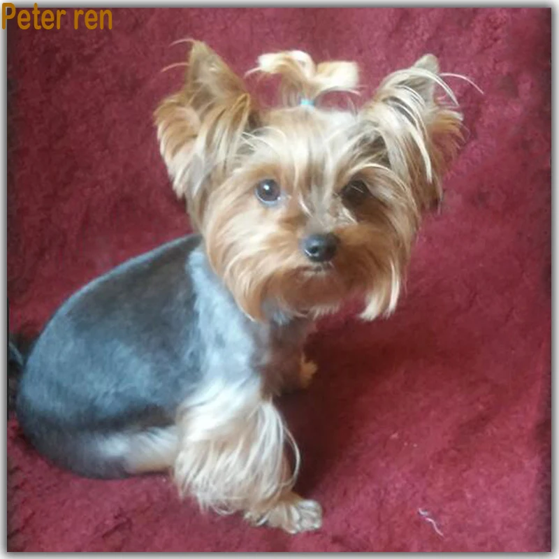 

Diy Diamond Painting dog Yorkshire Terrier 3d Square Rhinestone Diamond mosaic painting beads Full Diamond embroidery Animals