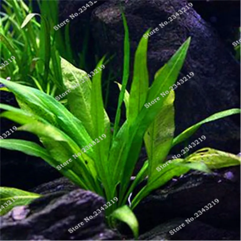 background aquarium plants