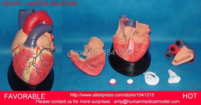 

HEART ANATOMY VISCERA MEDICAL MODEL,MODEL OF CARDIAC CARDIAC ANATOMY CARDIOVASCULAR MODEL OF HUMAN HEART MODEL -GASEN-RZJP009