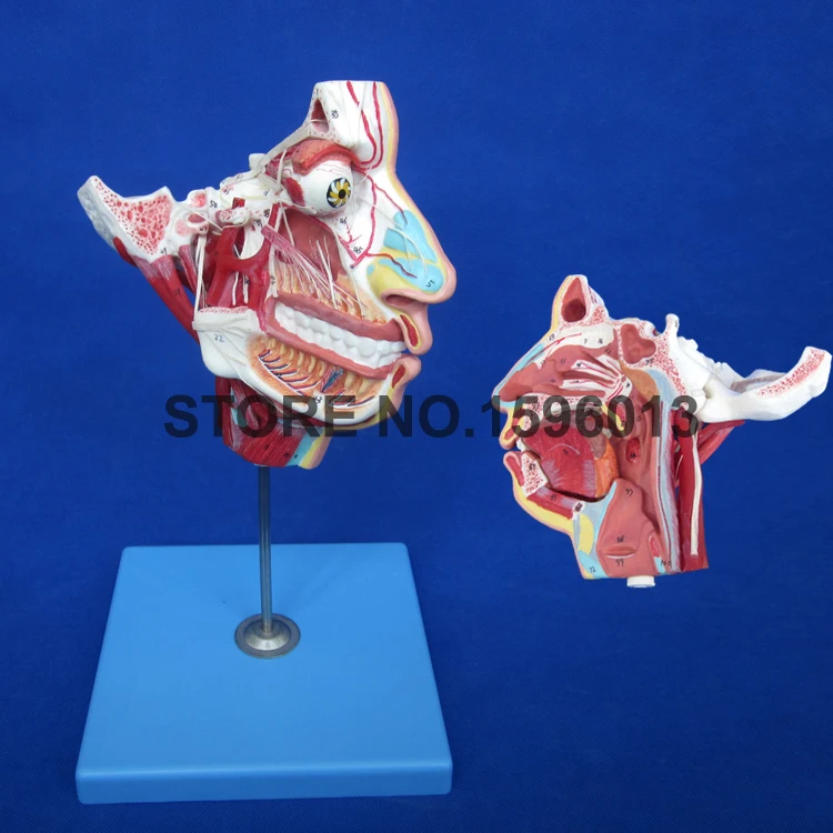 100 Positions Marked Anatomical Facial Skull Model, Nerves and Vessels in the Facial Skull Model 100 Positions Marked Anatomical Facial Skull Model, Nerves and Vessels in the Facial Skull Model