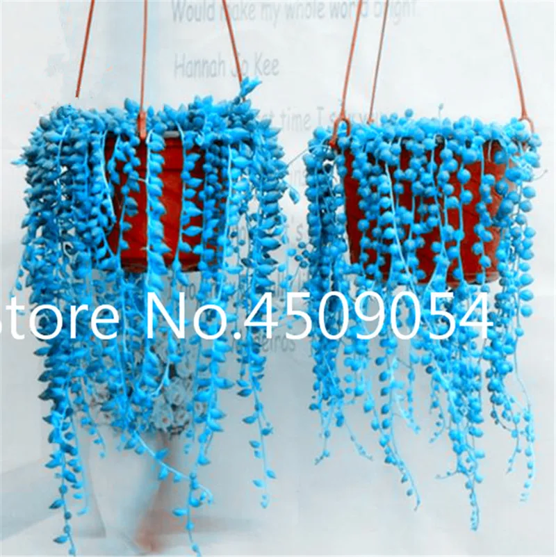 Bonsai 200 pcs Hanging Pearl Chlorophytum Seedsplant Indoor Air Purification Garden Succulent Potted Plant Family Anti-radiation