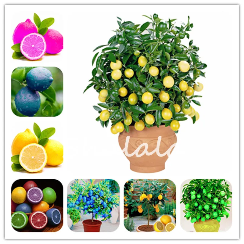 

Big Promotion! 30 Pcs Dwarf Edible Fruit Meyer Lemon Bonsai, Exotic Citrus Bonsai Lemon Tree Fresh Plants Fruit Vegetable Garden