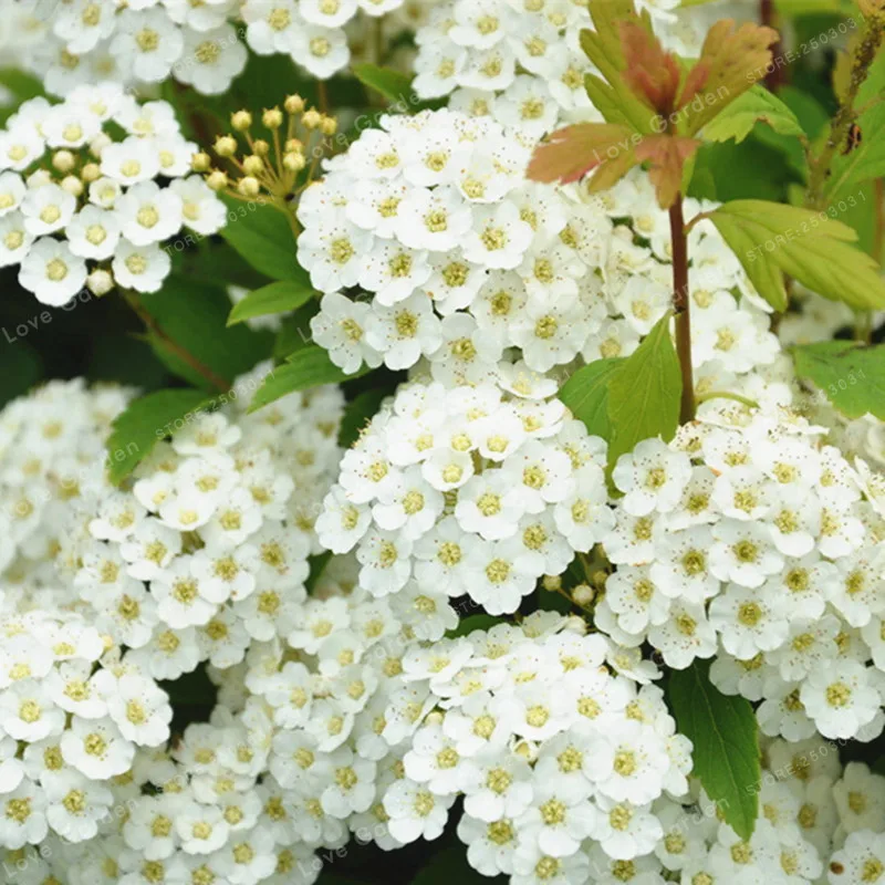 

Spiraea Snow Ball Flower Bonsai Chrysanthemum Bonsai Spiraea Bonsai Perennial Flower Plant For Garden Decoration 100 Pcs