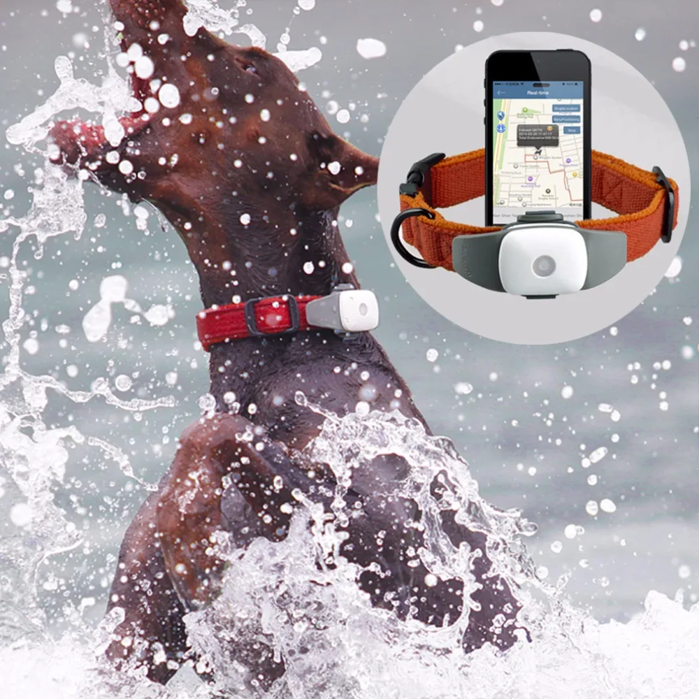 Pet GPS, Pet GPS Tracker, Pet Activity Monitor, GPS Collarin Level