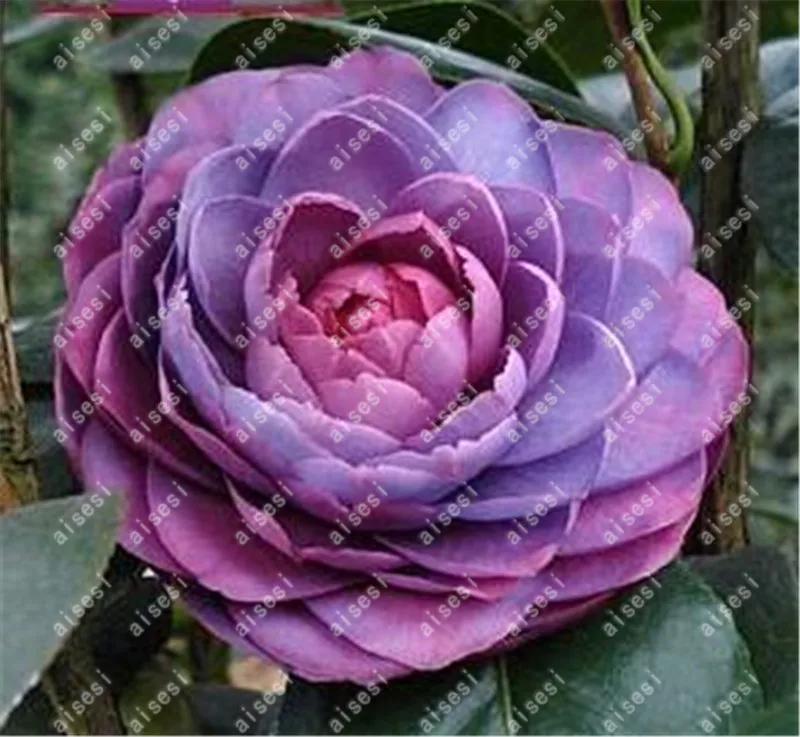 100 pcs Rainbow Camellia Common Camellia Bonsai Perennial Indoor Flower Tree For Home Garden Potted Plant Easy To Grow