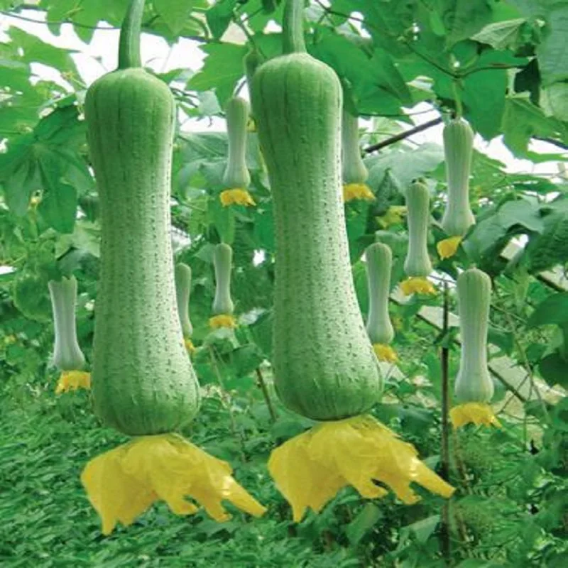 

Delicate Thai 5pcs gourd bonsais vegetable bonsais