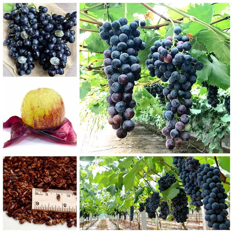 

50 pcs/Bag Grape Bonsai Fruit Black Grape Bonsai Dwarf Grapes Tree Easy Grow Dwarf Fruit For Home Garden Planting Potted plant