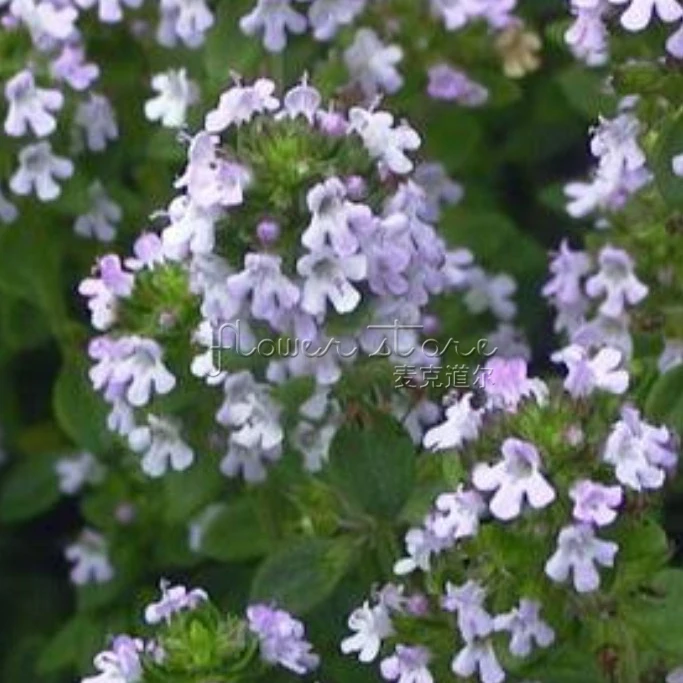 400 Lemon Thyme Seeds Creeping Great Mosquito Repelling DIY Home Plant