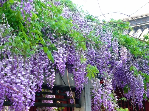 Online Get Purple Flower Tree Aliexpress Alibaba Group 10 Pcs Bag Purple Wisteria Flower Seeds Rare Tree For Diy Home Garden Plant Bonsai Seed
