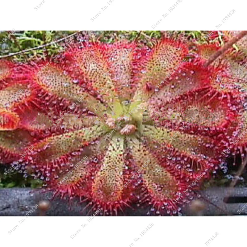 Плотоядные растения упаковка 40 шт. микс Плотоядный Венера муха ловушка Sundews объемная упаковка бонсай цветок для дома садовый декор Плотоядные растения упаковка 40 шт. микс Плотоядный Венера муха ловушка Sundews объемная упаковка бонсай цветок для дома садовый декор