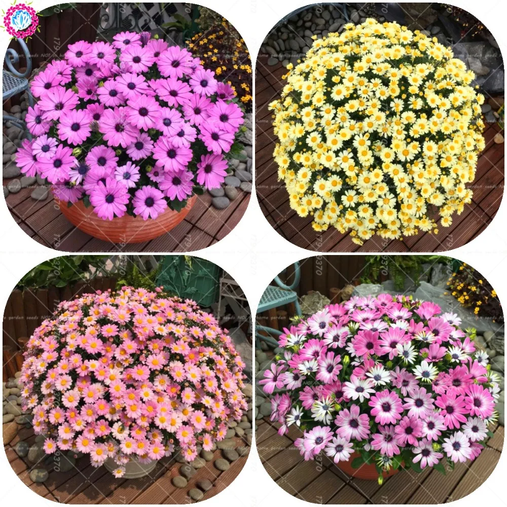 30Pcs Bonsai Daisy Gerbera Daisy Flower Perennial Indoor Four Seasons