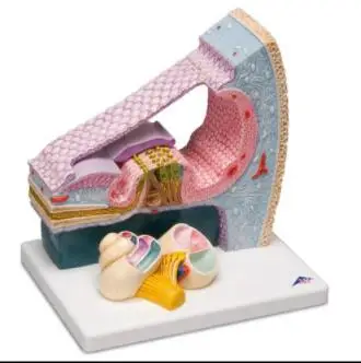

Cochlea anatomical enlargement model Show the three-dimensional section of the entire cochlea free shipping