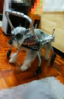 Dog font b wheelchair b font Pet walking font b wheelchair b font paralyzed dog cart