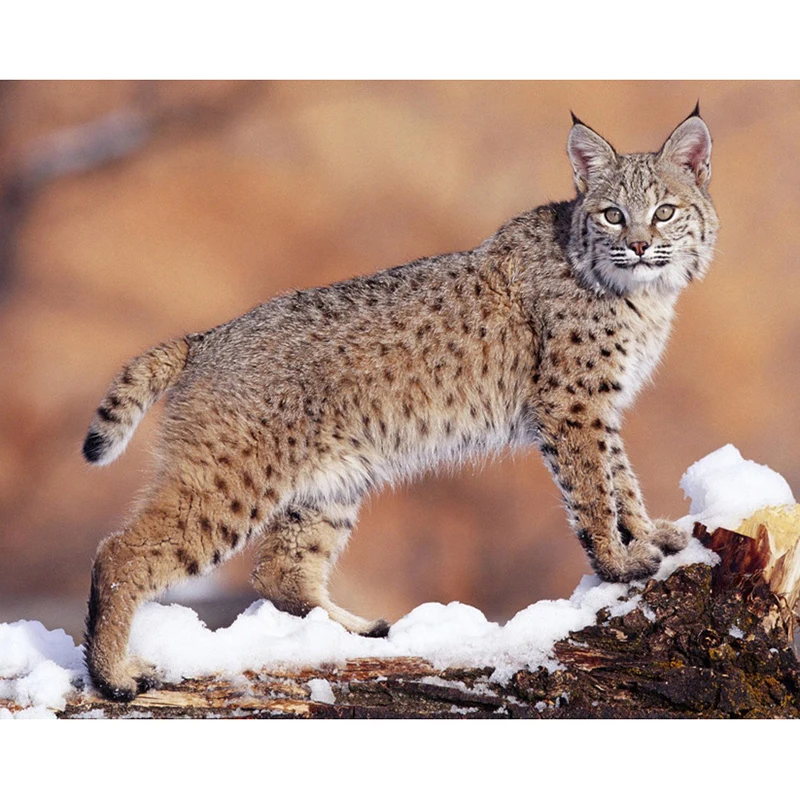 HTB1GO9MyKGSBuNjSspbq6AiipXa1