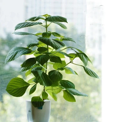 Hot Sale Hydroponics system Nursery Pots DIY Grow vegetables flowers in house or balcony home green garden Hot Sale Hydroponics system Nursery Pots DIY Grow vegetables flowers in house or balcony home green garden