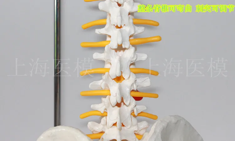 85 см модель позвоночника человека 1: 1 позвоночник человека с позвоночника межпозвоночного диска скелета