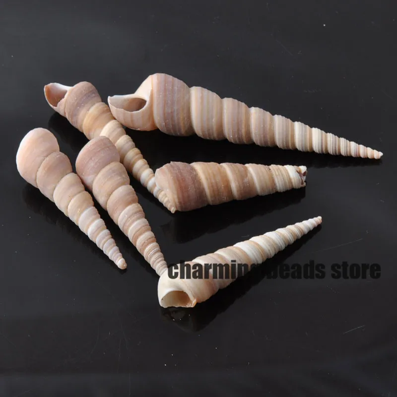 

40-60mm Natural Spiral seashell Scrapbook Craft for home decoration DIY 15pcs TRS0046