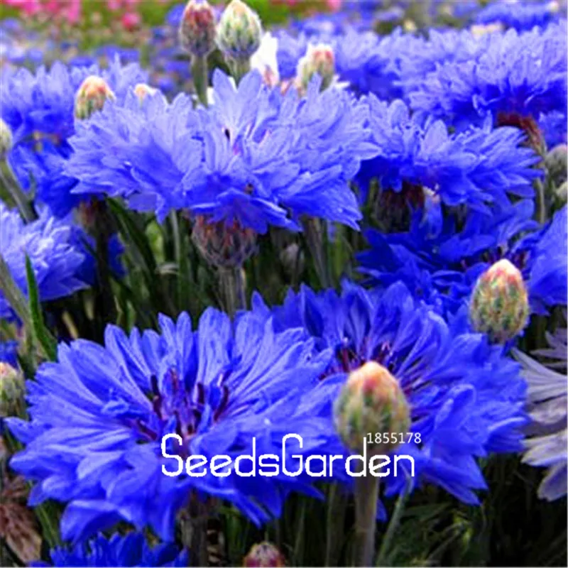 

100 Pcs/Bag New 2018! blue cornflower plante spring and autumn bonsai flores for home & garden indoor plants flower plantas