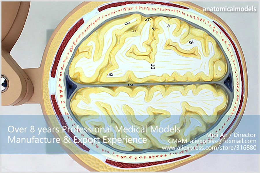 CMAM-BRAIN01 12398 горизонтальная резка анатомия модель головы и CTMRI мозга, медицинские науки обучения анатомические модели