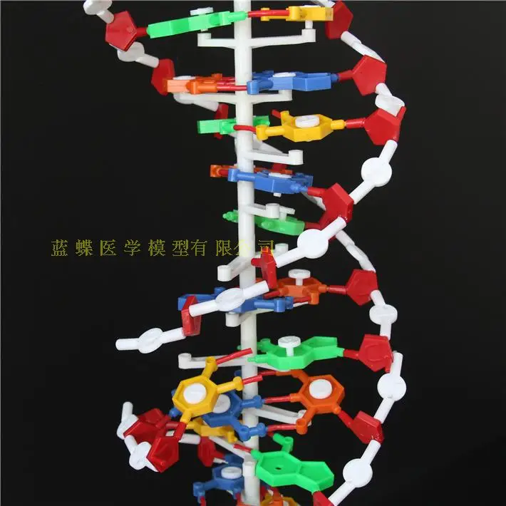 Большая модель структуры ДНК Большая двойная спираль 60 см старшая школа Базовая пара генетика