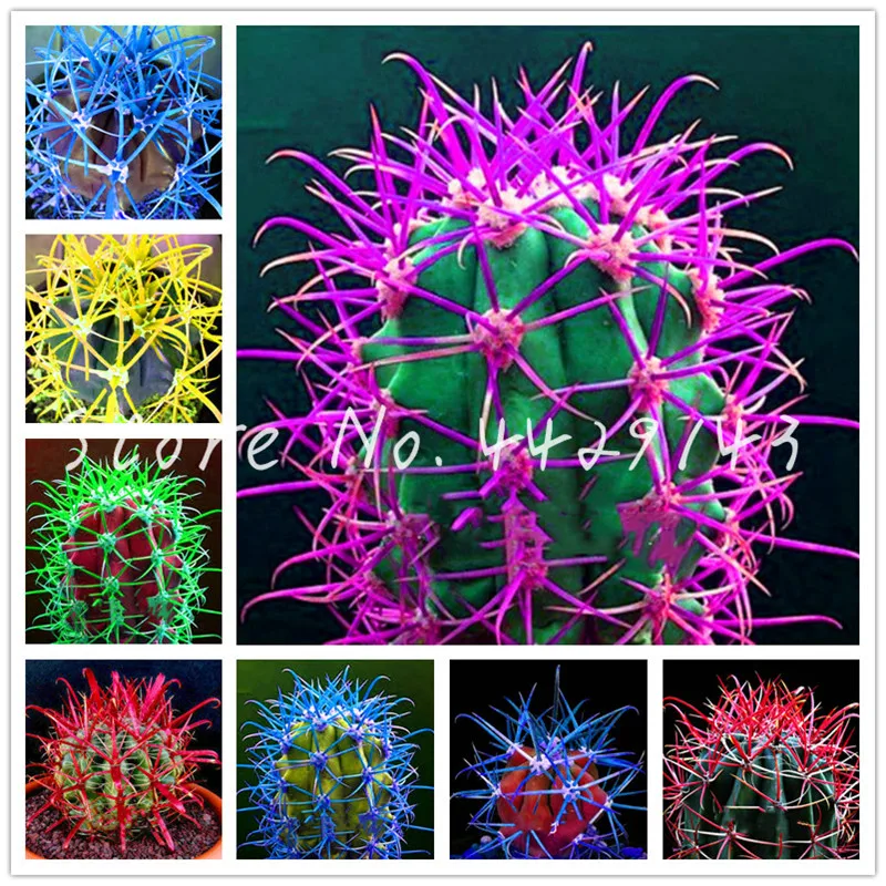 

100Pcs Mixed Cactus bonsai multiple beautiful Ornamental Plants, Blooming Flower Succulent Cactus Organic bonsai For Home Garden