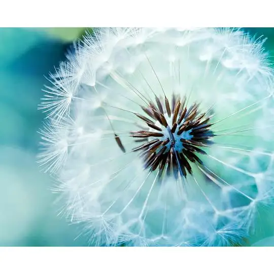 Beautiful Dandelion Flower