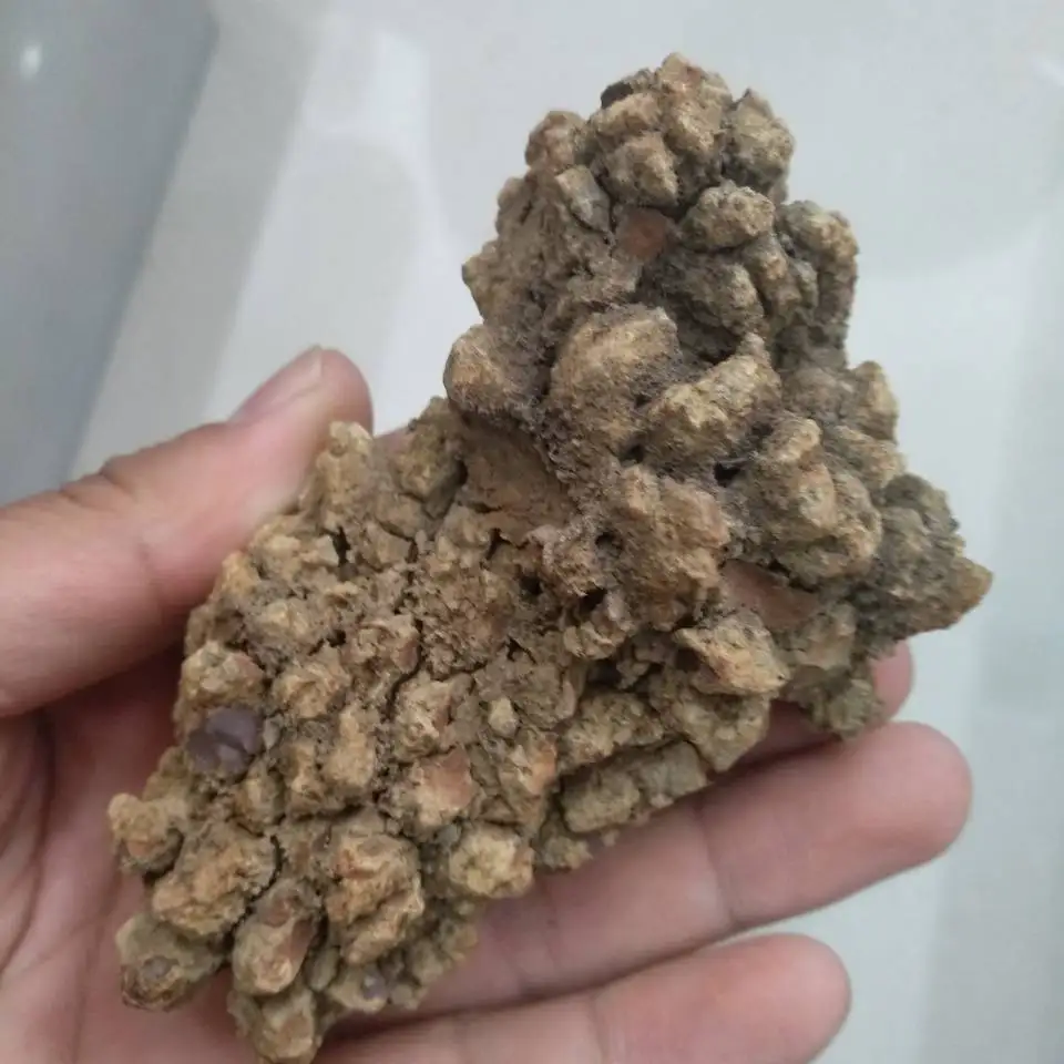 1 шт ископаемые динозавра какашки, динозавр Coprolite 150 г