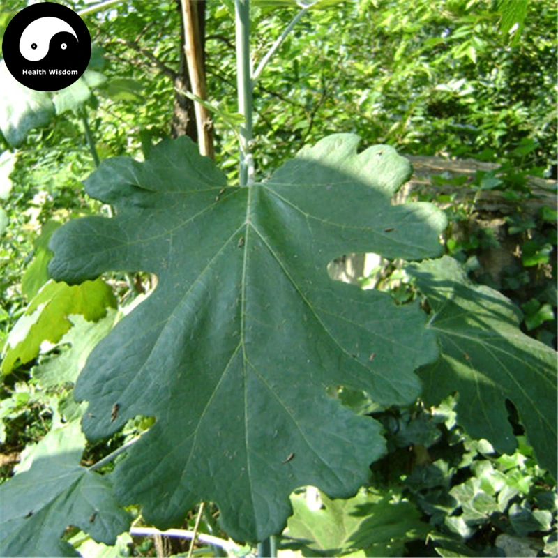 Купить Macleaya Cordata Semente 50 шт растение травы Macleaya Cordata для Bo Luo Hui