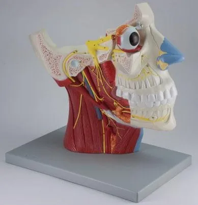 

head face Neurovascular model neck nerve Brain model