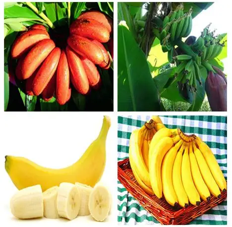 

50 Pcs Dwarf Banana Bonsai Tree, Tropical Fruit Tree, Bonsai Balcony Flower for Home Planting, Germination Rate of 95%