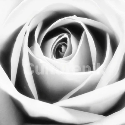 White Rose Laminated Poster (20 X 16)