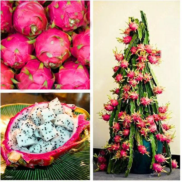 100 Rare Red Heart Pitaya Bonsai Very Delicious Fruit Tree Dragon Fruit