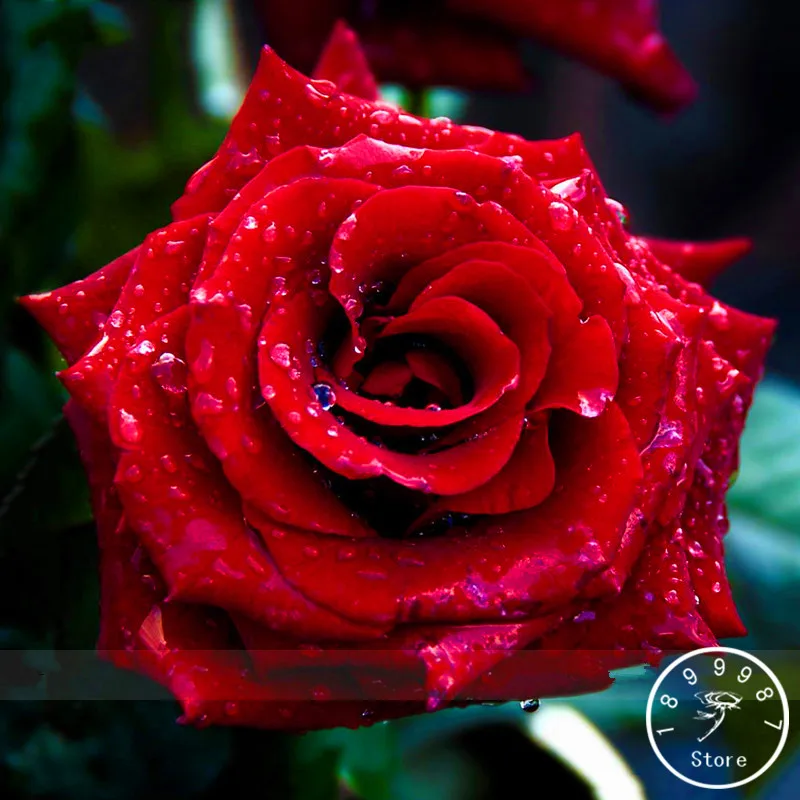 

Promotion!Strong Fragrant Red Rose Flower bonsai, 50 Pcs/Pack, Big Blooming Garden Rose,#FZYPAA