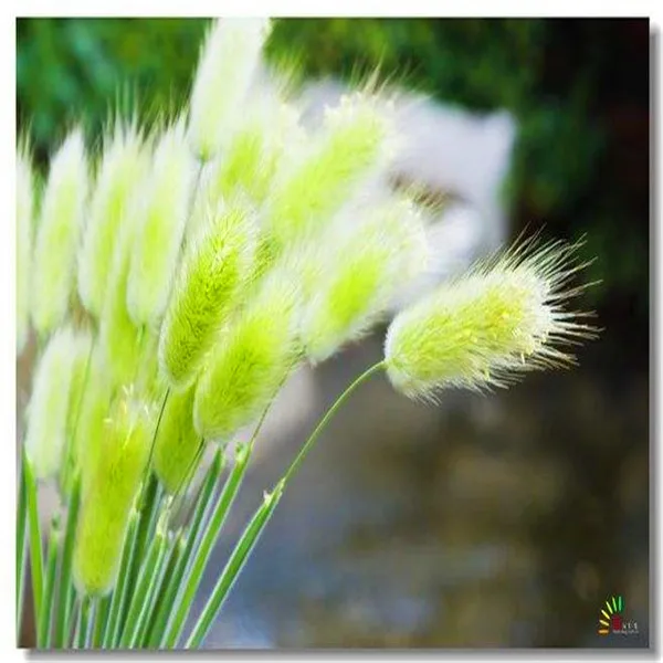 Ornamental Grasses Bonsai 100 Pcs Bunny Rabbit Tails Grass Plants Lawn