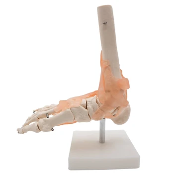 

Foot Joint Model With Ligaments,Human Anatomical Model,Life Size