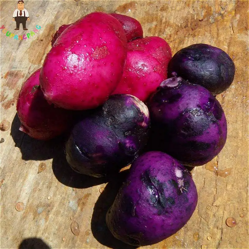 100pcs Giant Purple Potato plants Perennial Bonsai Tree Anti-wrinkle Vegetable planting For Home Garden 100pcs Giant Purple Potato plants Perennial Bonsai Tree Anti-wrinkle Vegetable planting For Home Garden