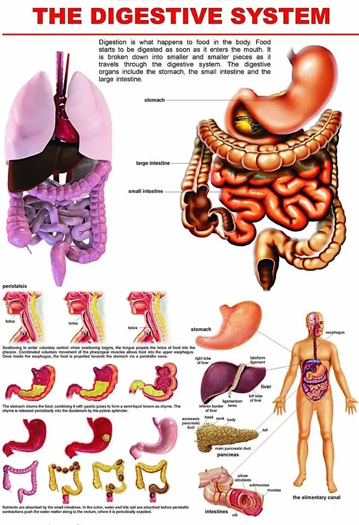 Digestive System Diagram For Kids Wall Sticker Home Decor