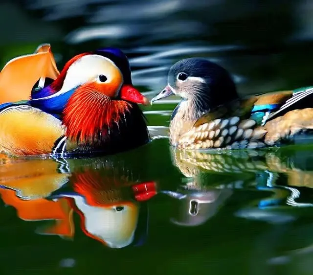 

Diamond painting Cross stitch kit Diamond embroidery Mandarin duck 40*30 3d square Diamond Mosaic pasted full Crafts Needlework