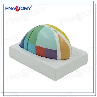 scale-up model Lateral nucleus of the thalamus Thalamic free shipping | Канцтовары для офиса и дома