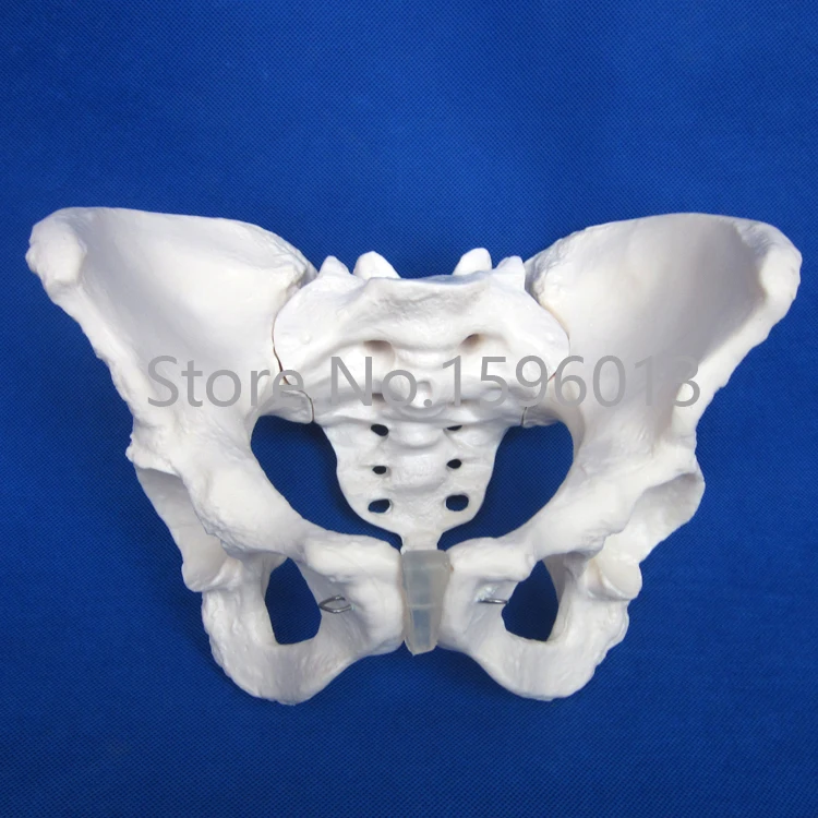 Популярная модель таза для взрослых женщин таза|pelvis|model lipstickpelvis skeleton |