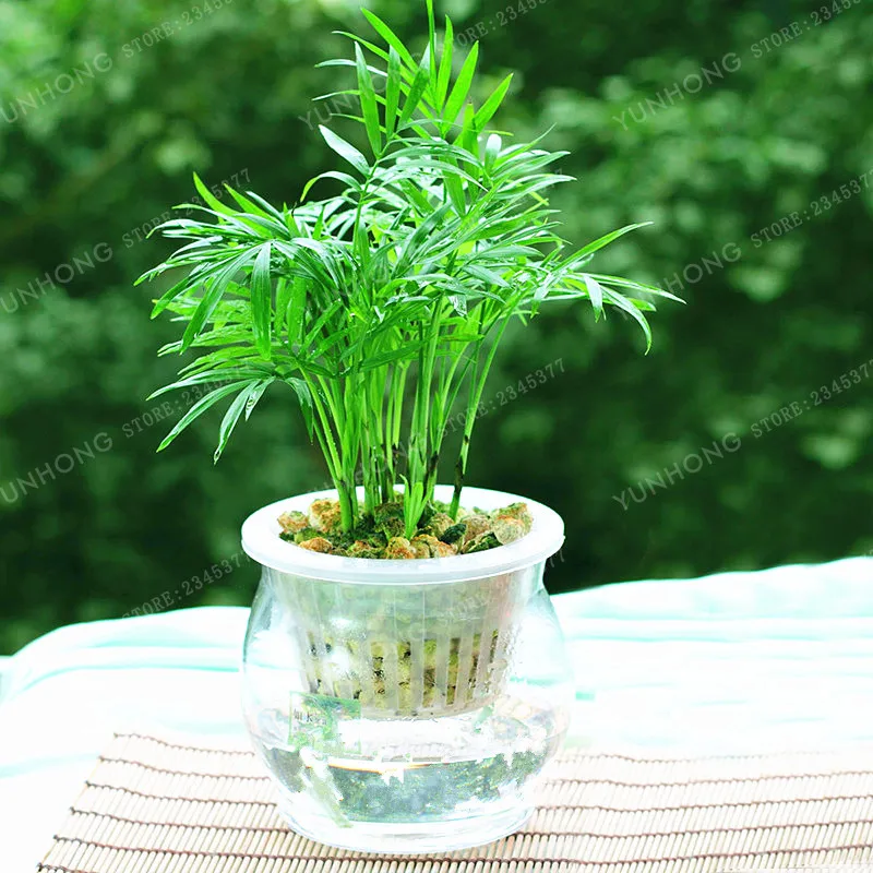 6 Kinds Lucky Bamboo Choose Potted Bonsai Variety Complete Dracaena plant The Budding Rate 95% 30 PCS/Pack 6 Kinds Lucky Bamboo Choose Potted Bonsai Variety Complete Dracaena plant The Budding Rate 95% 30 PCS/Pack