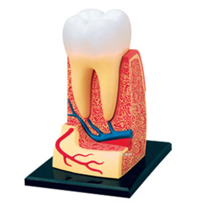 

4D XXRAY Original Fake Plastic Action Figure Toy Anatomy Of Human Dental Organs BFF Medical Teaching Street Art BOX Z1485