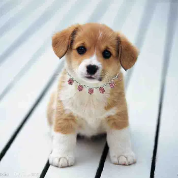 

HOT rhinestone daisy strong korean chain GOURGEOUS Puppies pet collar necklace ornament jewely 4pcs x 4colors equally mixed