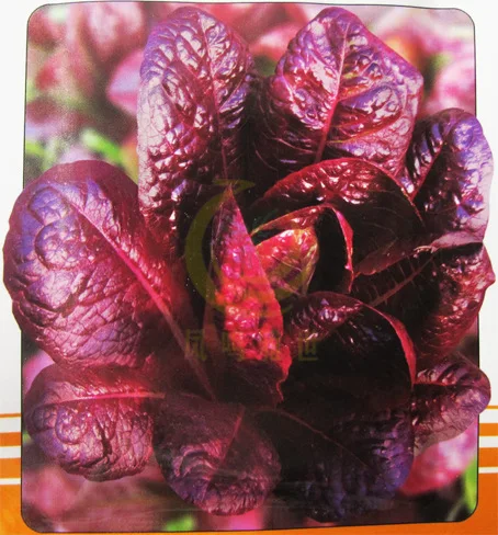 200pcs Romaine Lettuce Seeds - Best Seeds Online | Free Shipping
