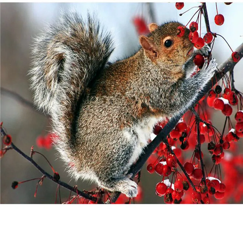 белка с шишкой. белочка с шишками. белка с шишкой в осеннем лесу. белка с орешками. питание животных зимой.