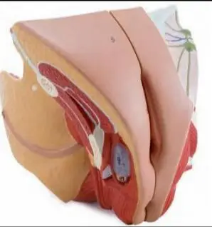 Мужской и Женский половых органов Структура Модели 4 частей женского внутренние и внешние репродуктивной системы матки анатомическая birt